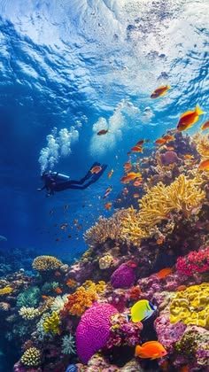 Red Sea Diving Jeddah – Essential Dive Experience