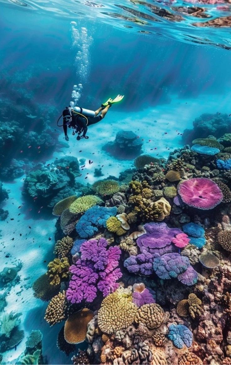 Red Sea Diving Jeddah – Premium Dive Adventure
